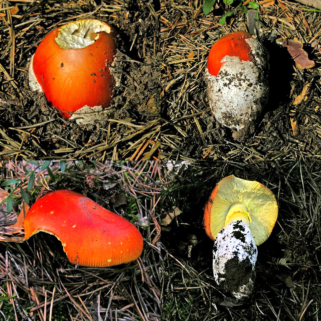 BRISE......sar� forse un addio.